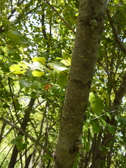Betula occidentalis