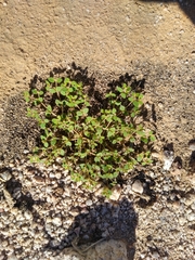 Euphorbia setiloba