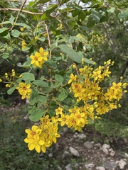 Galphimia glauca