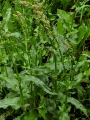 Rumex acetosa