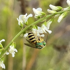 Agapostemon melliventris
