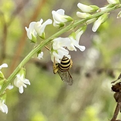 Agapostemon melliventris