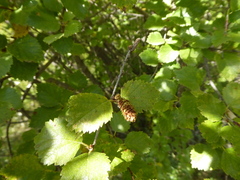 Betula occidentalis