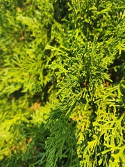 Platycladus orientalis