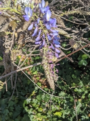 Wisteria sinensis