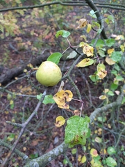 Malus praecox
