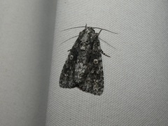 Acronicta afflicta