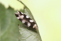 Pseudotelphusa tessella