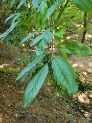 Oxydendrum arboreum