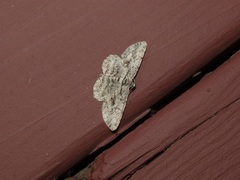 Anavitrinella pampinaria