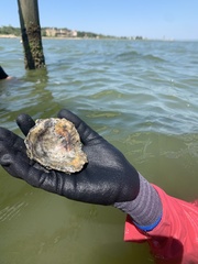 Crassostrea virginica