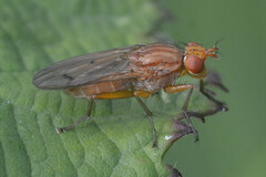 Sciomyzidae
