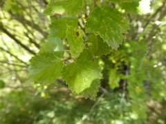 Betula occidentalis