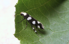 Pseudotelphusa tessella