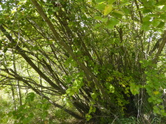 Betula occidentalis