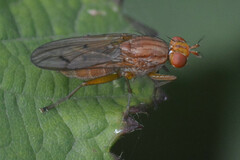 Sciomyzidae