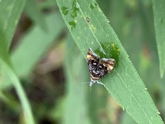 Prochoreutis