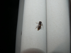 Tylonotus bimaculatus