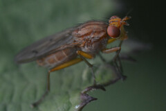 Sciomyzidae