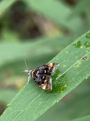 Prochoreutis