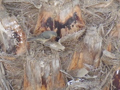 Conirostrum cinereum