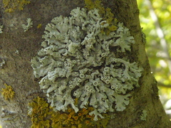 Physcia adscendens
