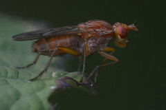 Sciomyzidae
