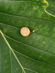 Acraspis quercushirta