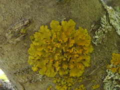Xanthomendoza fallax