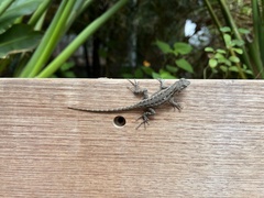 Sceloporus occidentalis longipes