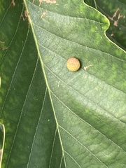 Acraspis quercushirta