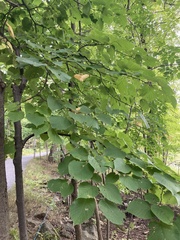 Tilia americana