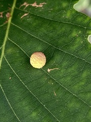 Acraspis quercushirta