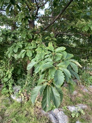 Acraspis quercushirta