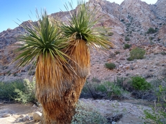 Nolina bigelovii