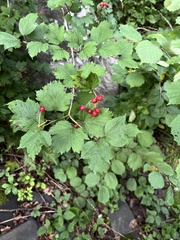 Viburnum opulus