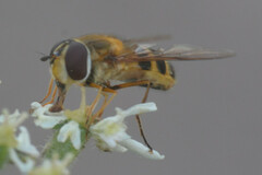 Epistrophe grossulariae