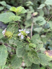 Lantana velutina