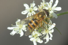 Epistrophe grossulariae