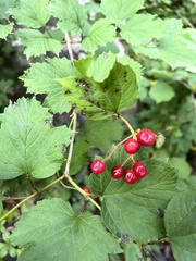 Viburnum opulus