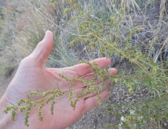 Artemisia dracunculus