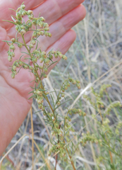 Artemisia dracunculus