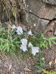Campanula persicifolia