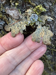 Lobaria anthraspis