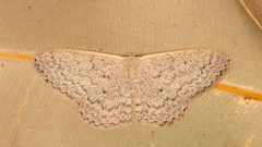Scopula optivata