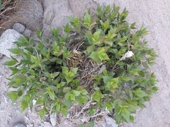 Ambrosia ilicifolia