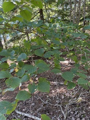 Hamamelis