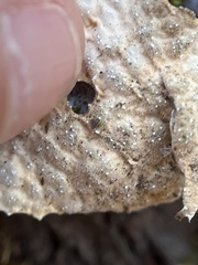 Lobaria anthraspis