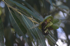 Rabdophaga rosaria