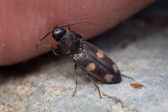 Paracardiophorus